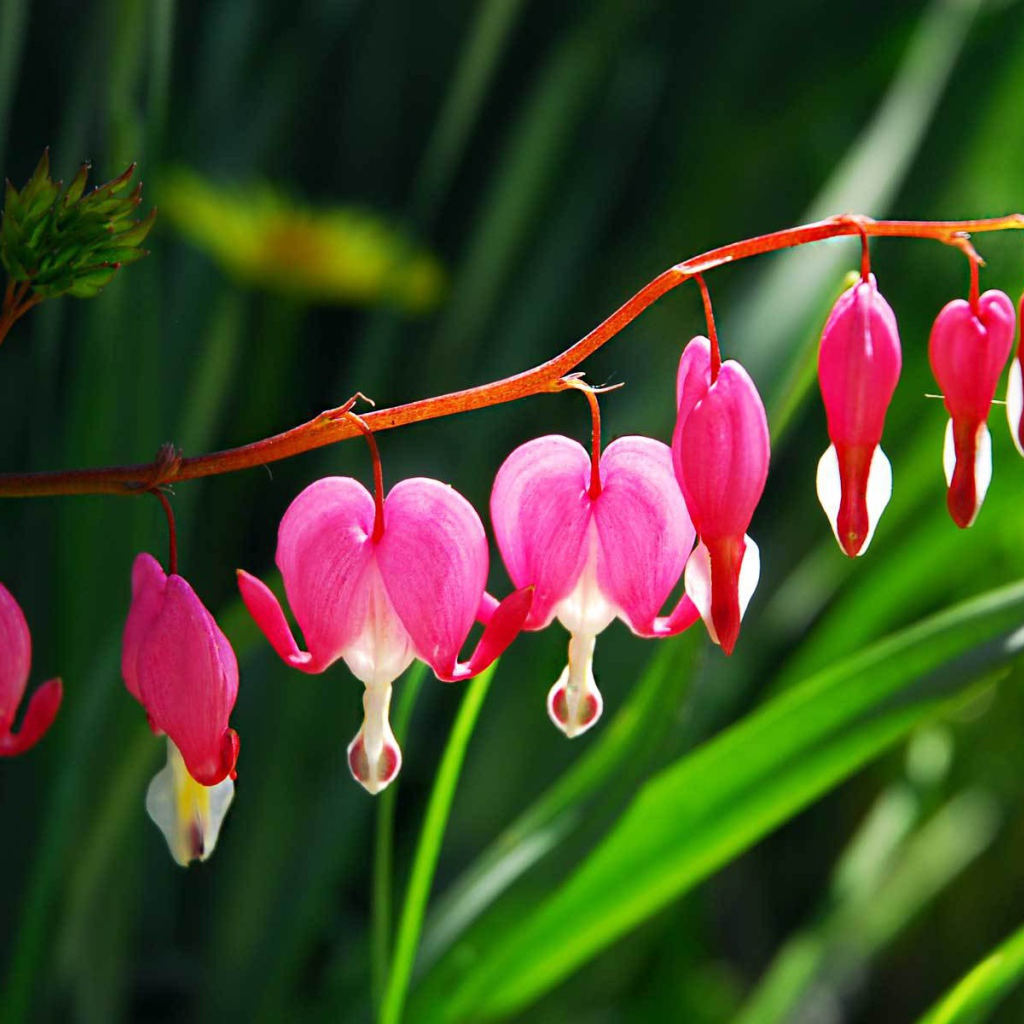 Красивые цветы дицентра в саду