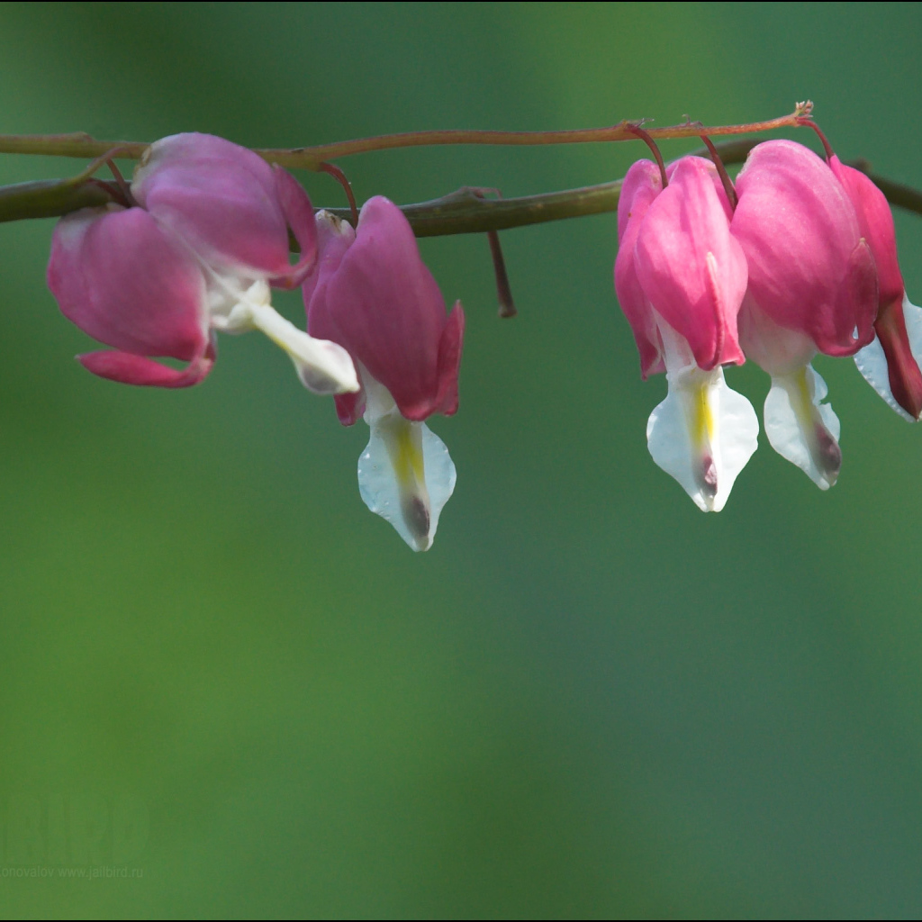 Красивые цветы дицентра в парке