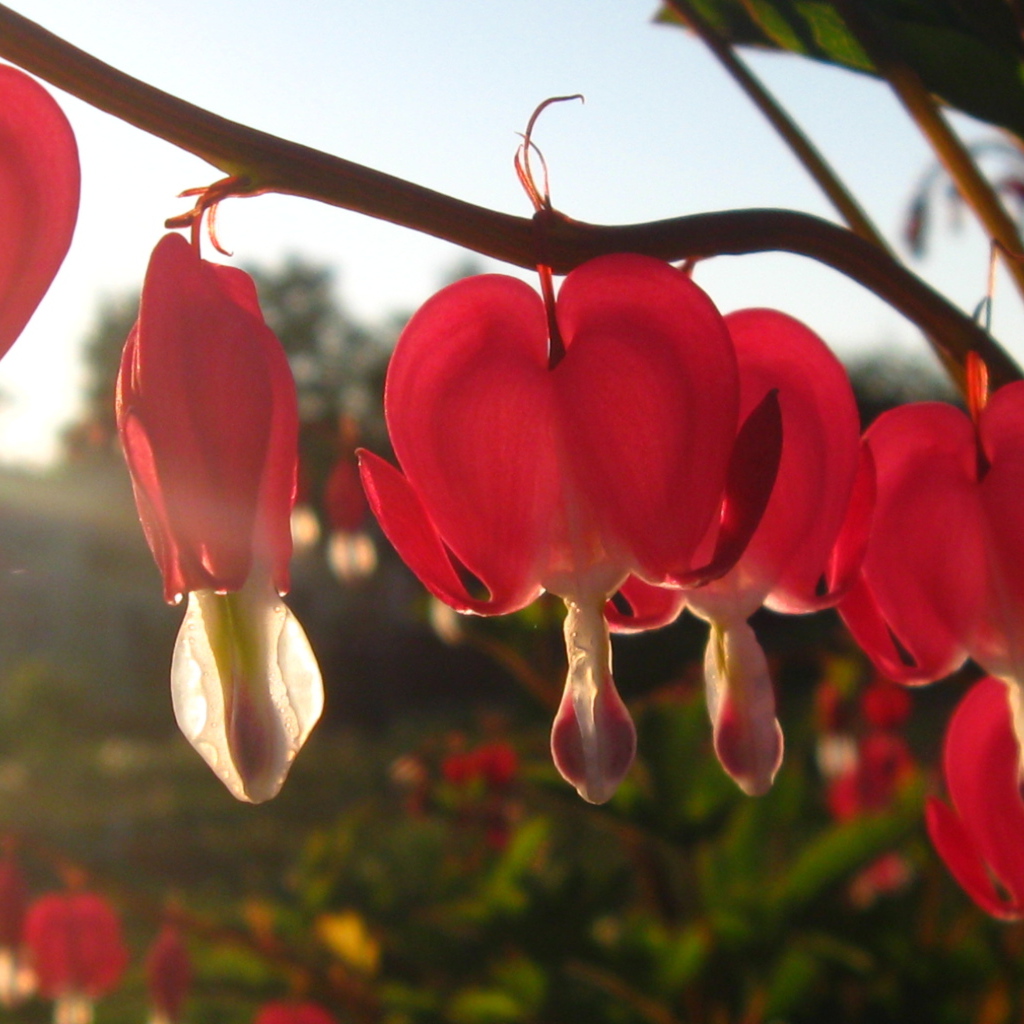 Красивая дицентра в саду