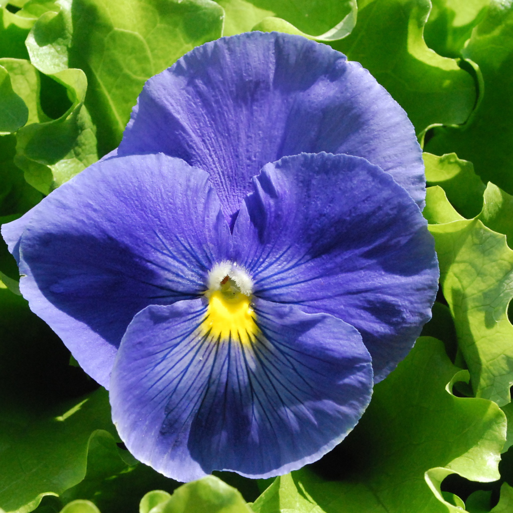 Красивый голубой цветок анютины глазки