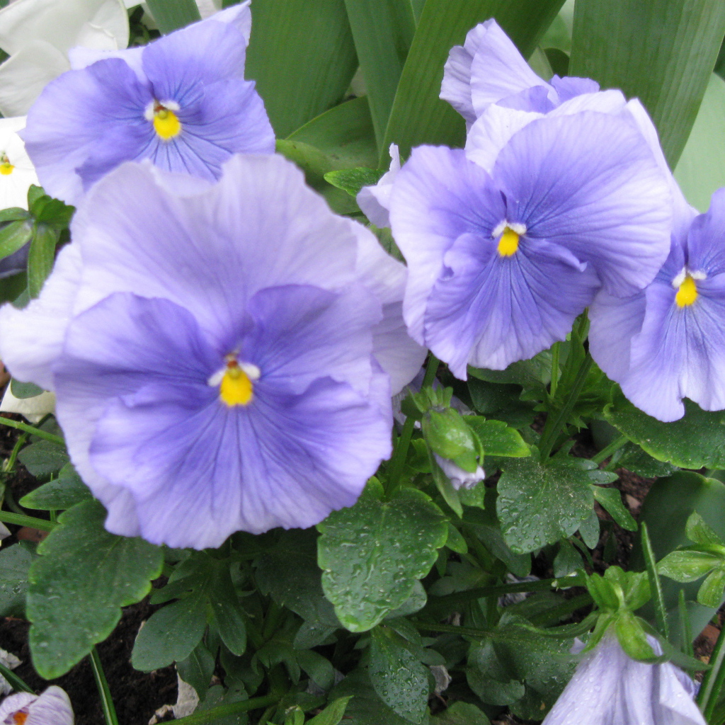 Красивые цветы голубые анютины глазки