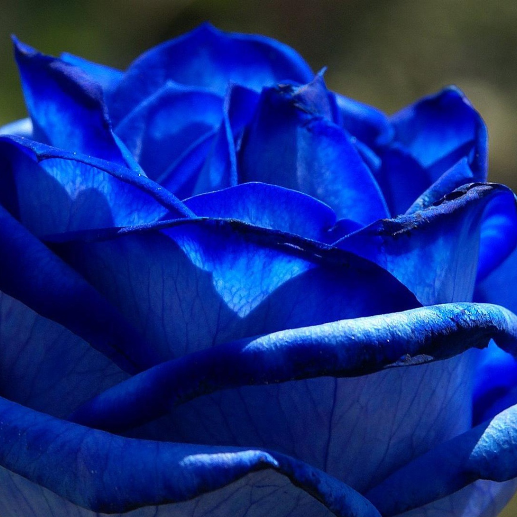 Красивая синяя роза на фоне листвы