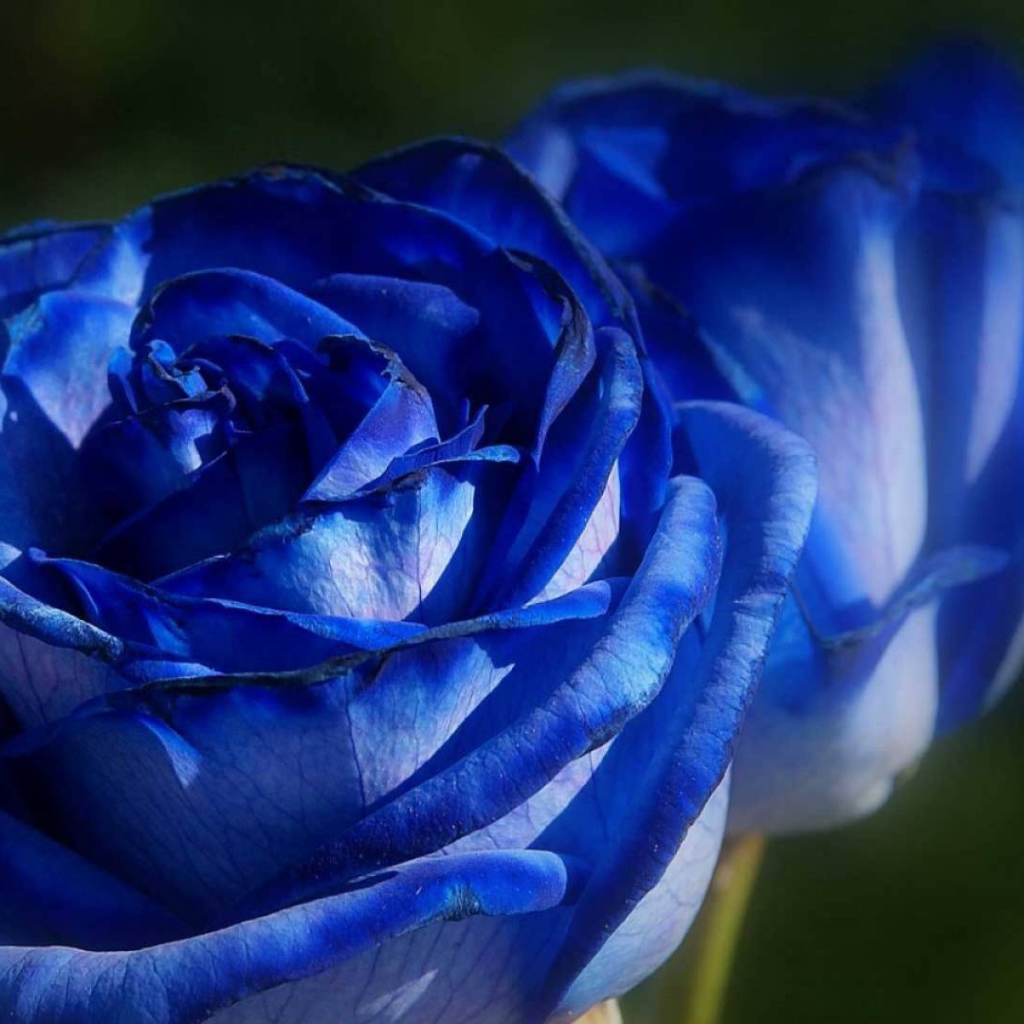 Красивые синие розы на фоне зелени