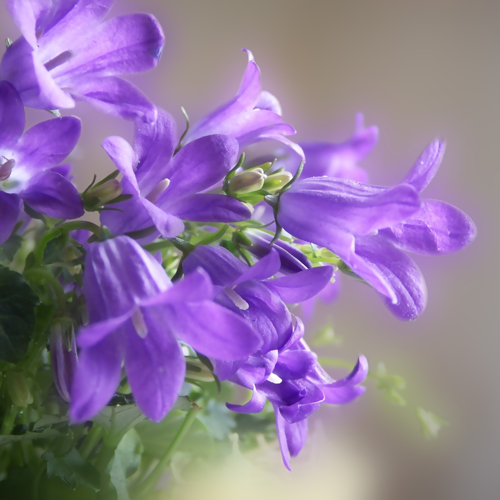 Красивые колокольчики