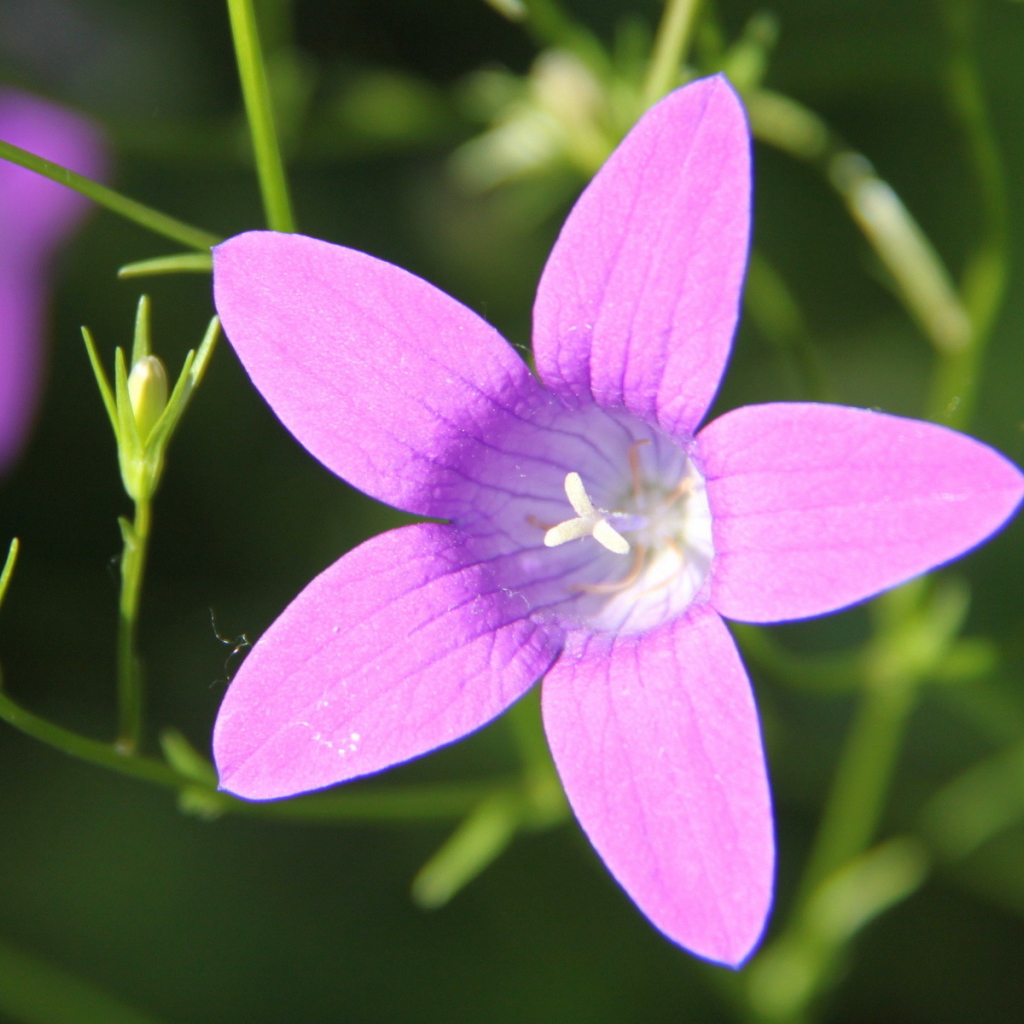 Красивые колокольчики на дачном участке