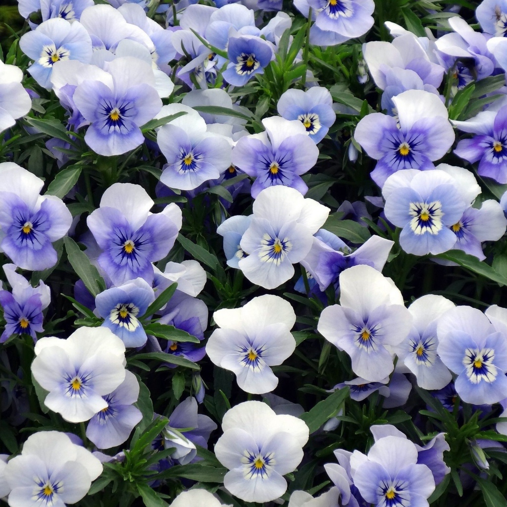 Красивый букет бело-голубых цветов анютины глазки