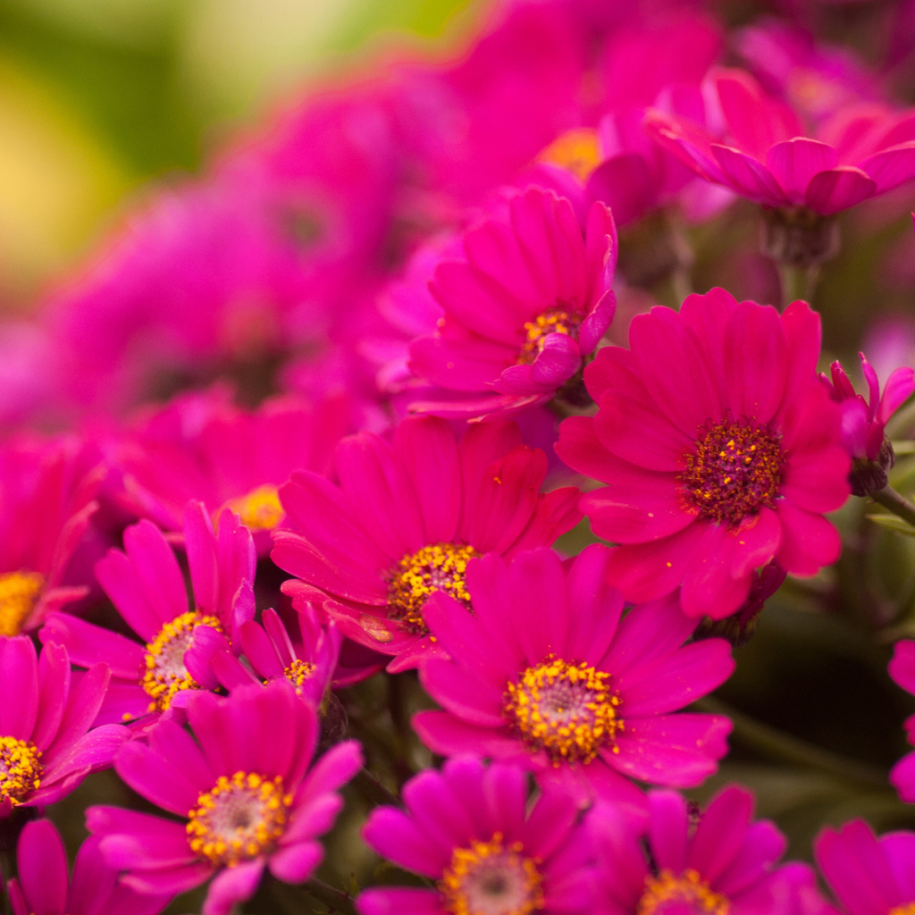 Красивые цветы хризантема в саду