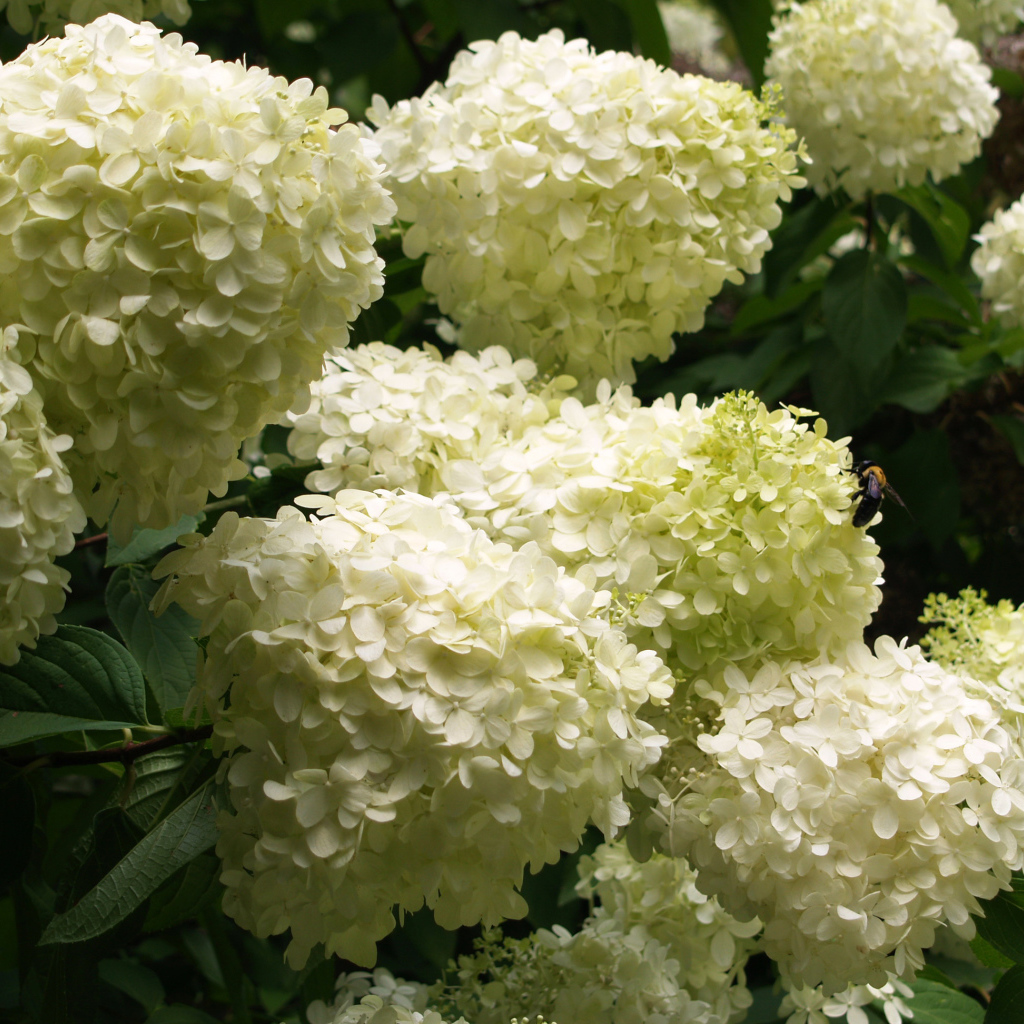 Красивые букет цветов гортензия 