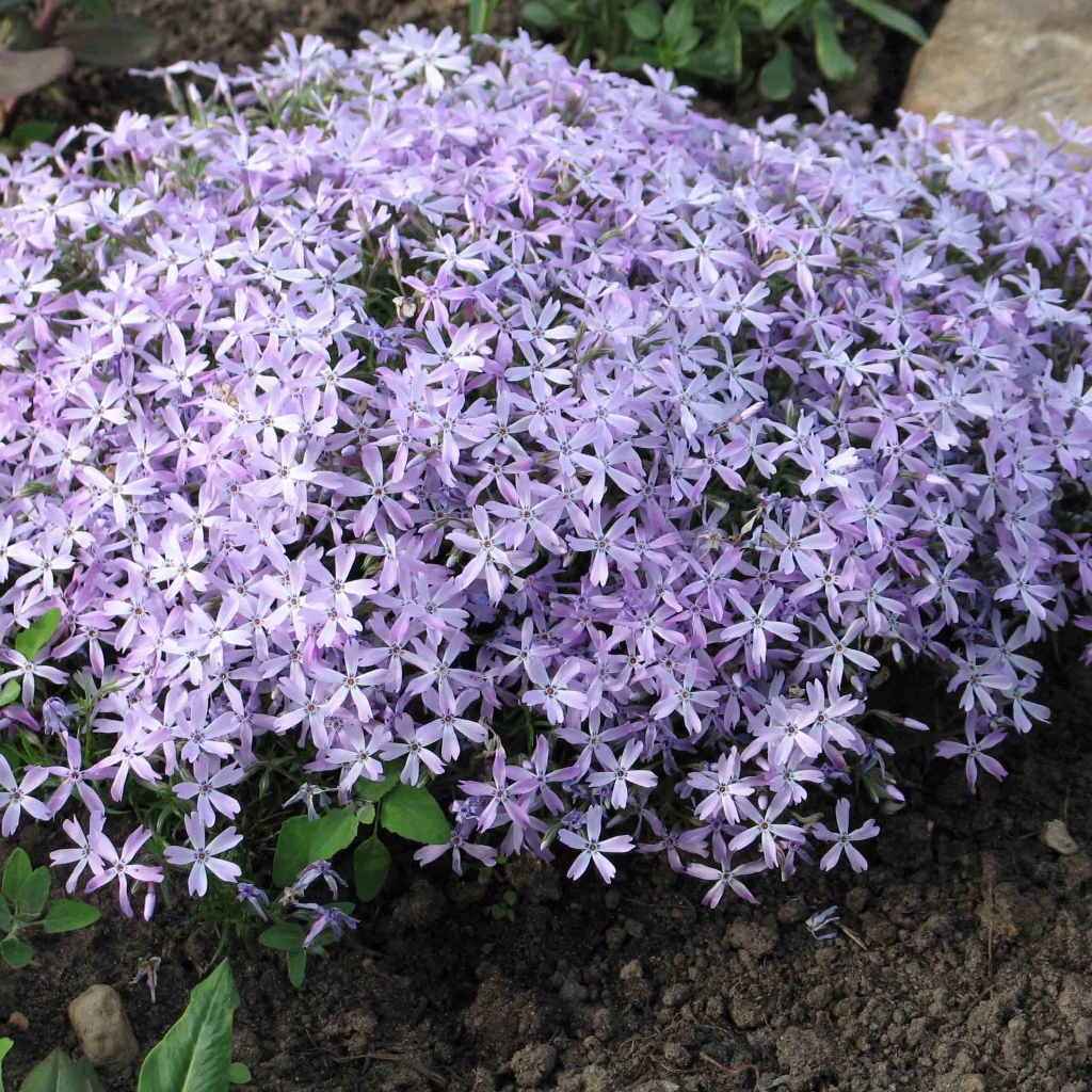 Красивый букет цветов флокс