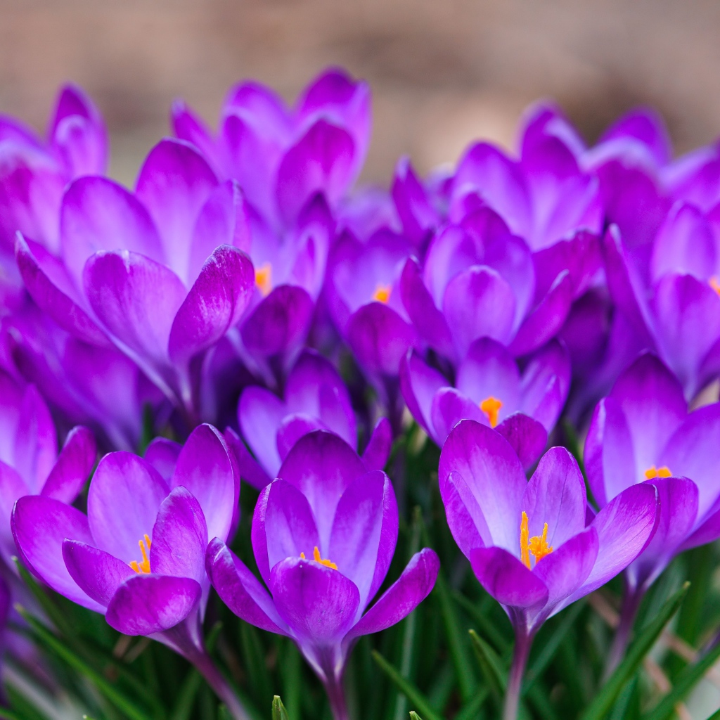 Красивый букет цветов шафран