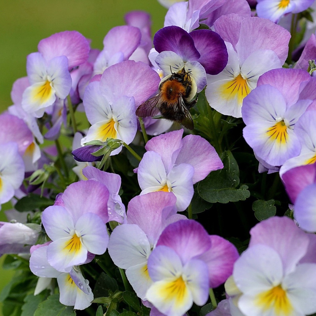 Красивые букет цветов виола (фиалка,анютины глазки)