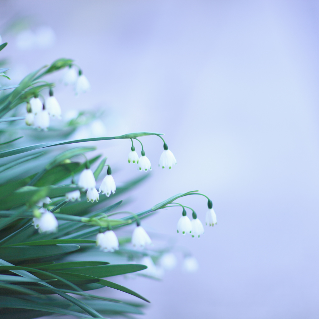 Красивый букет цветов подснежников