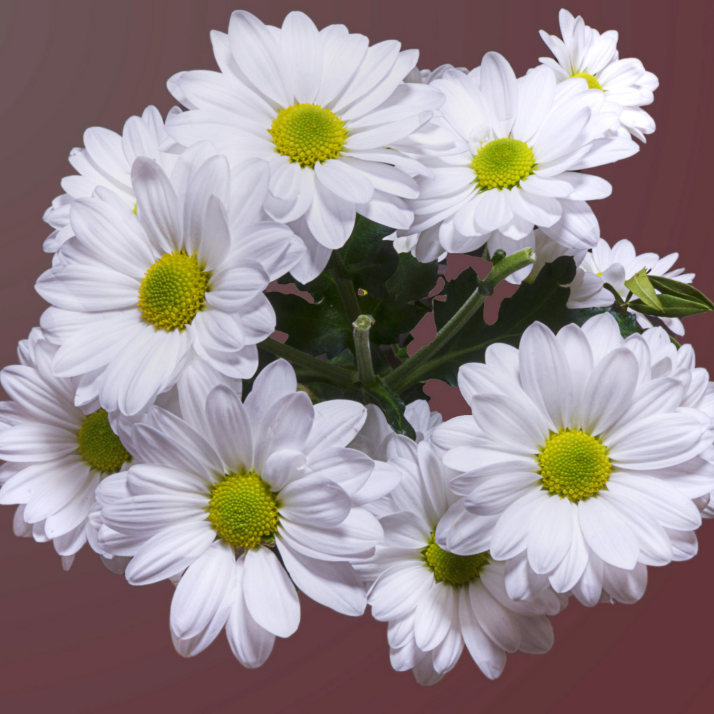 Красивый букет белая хризантема