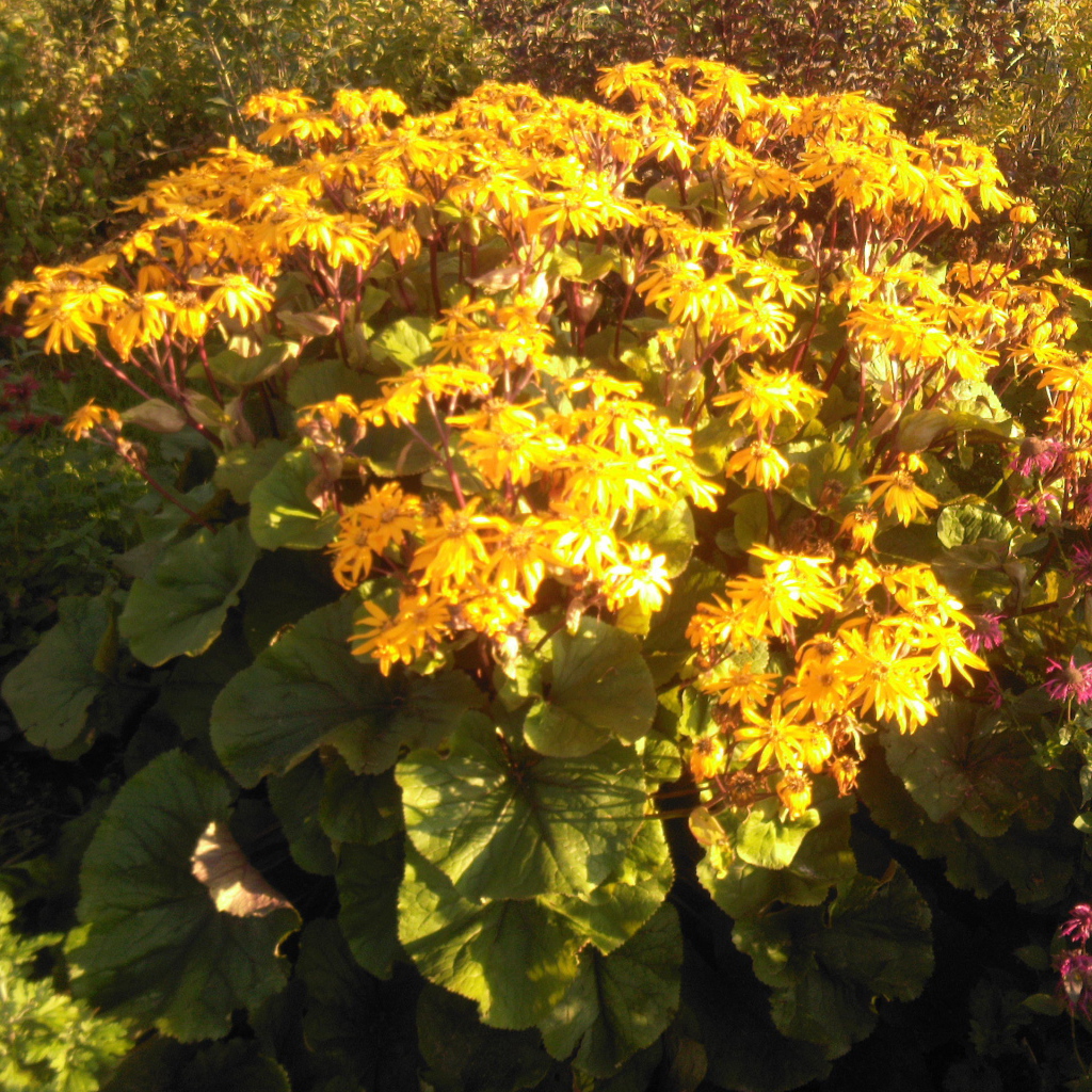 Красивый бузульник на дачном участке