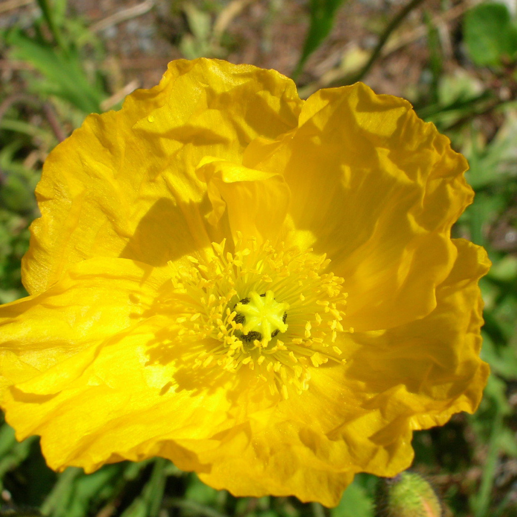 Красивый бузульник на клумбе в саду