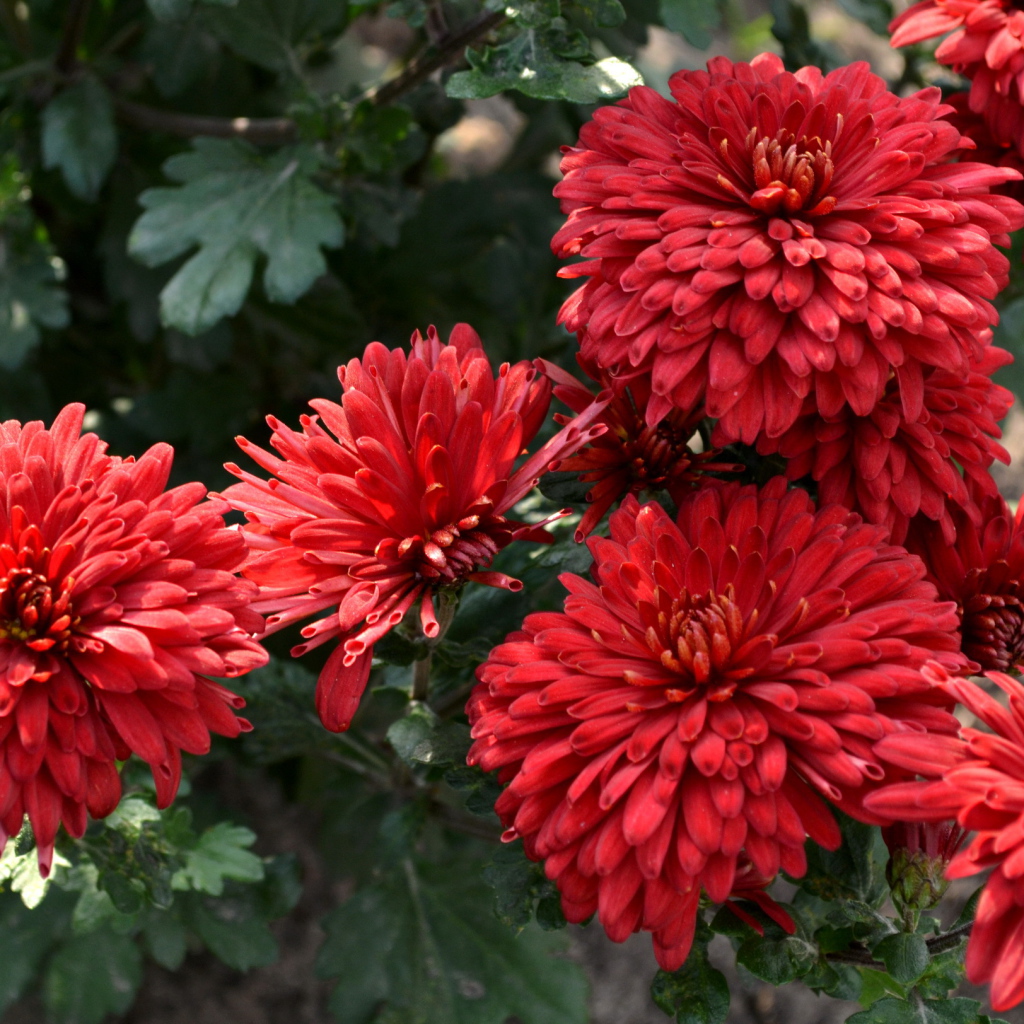 Красивые цветы хризантема на дачном участке