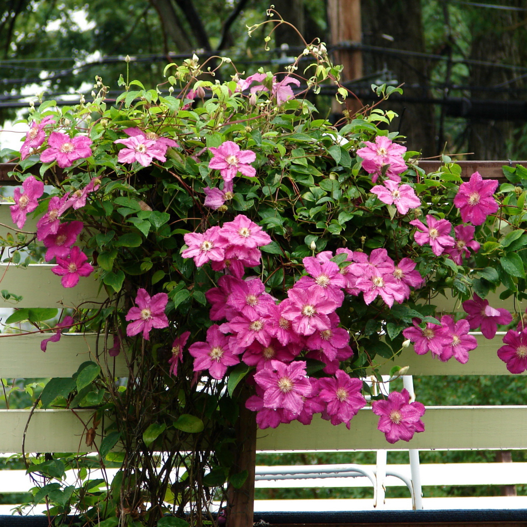 Красивый клематис в саду