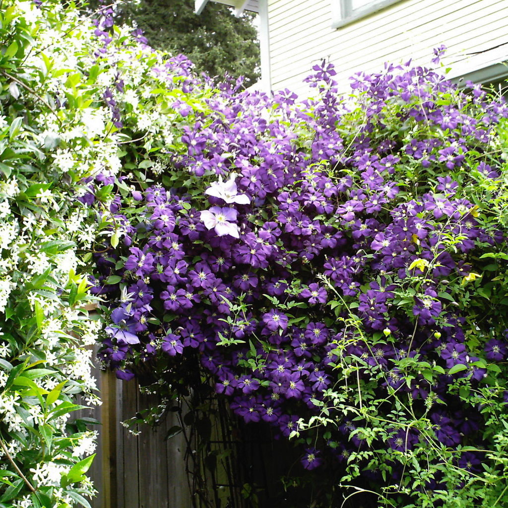 Красивый клематис на дачном участке