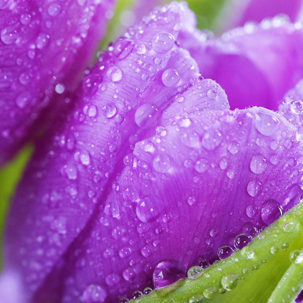 Красивые крокусы ранней весной