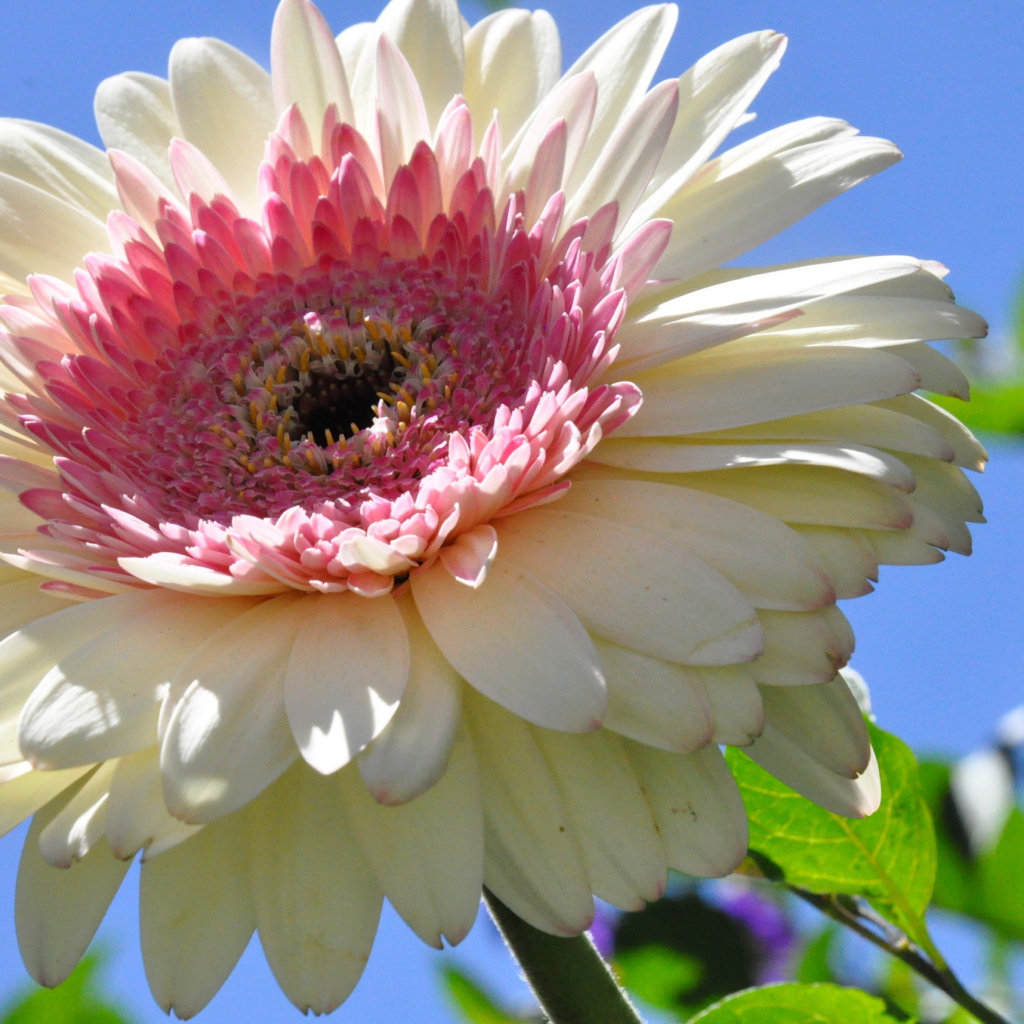 Красивая гербера в саду