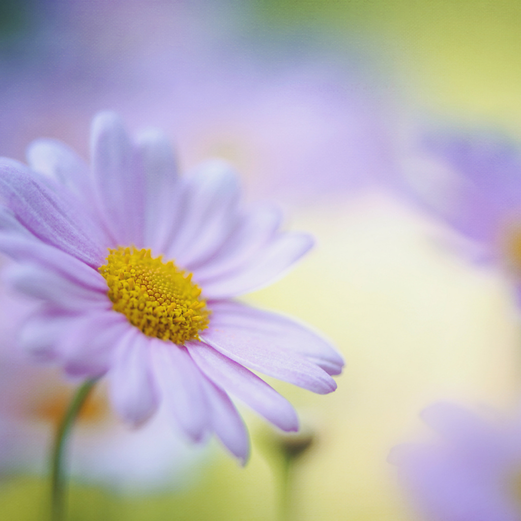 Красивые цветы маргаритки