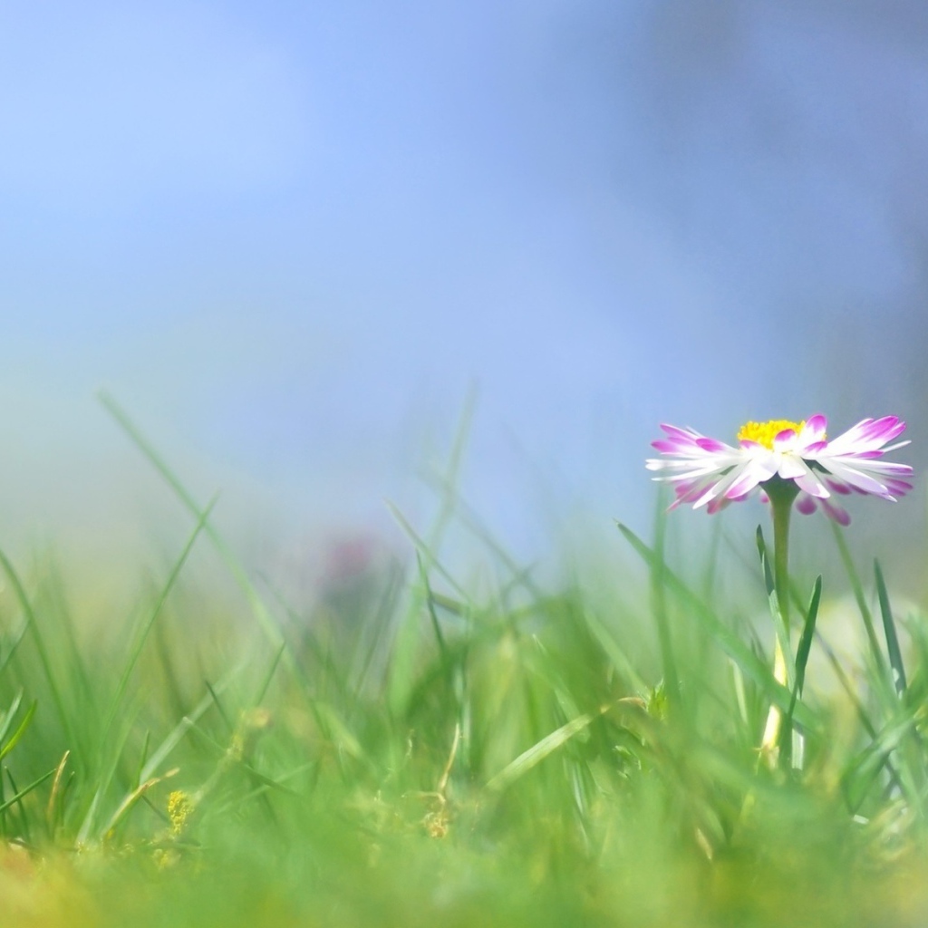 Красивые цветы маргаритки весной