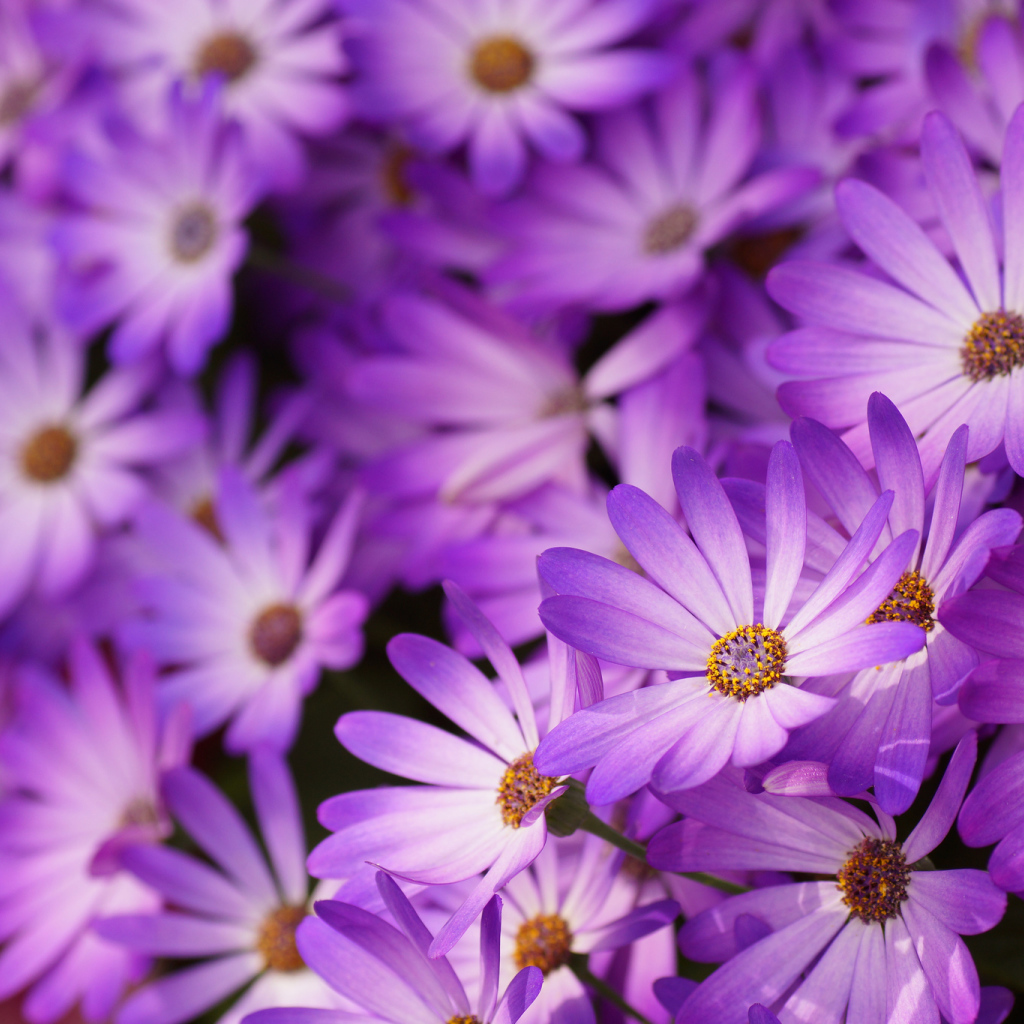 Красивые цветы маргаритки в саду