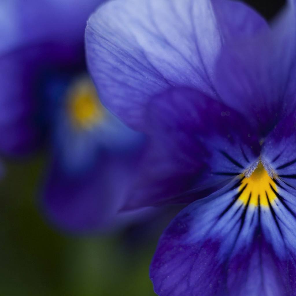 Красивые темно-синие анютины глазки