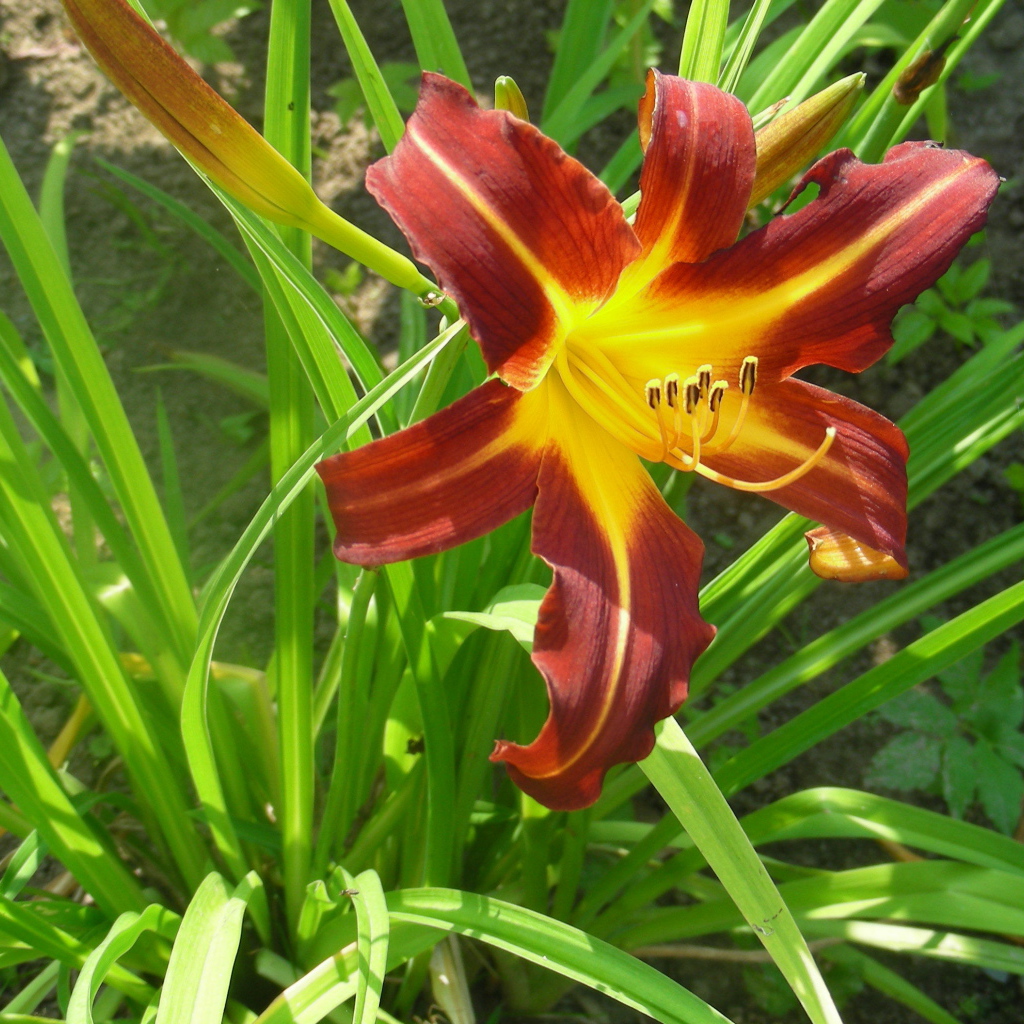 Красивый лилейник в саду