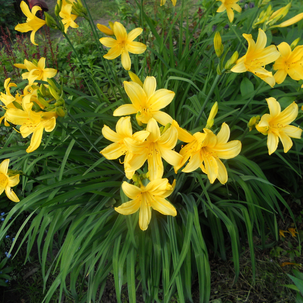 Красивый лилейник на дачном участке