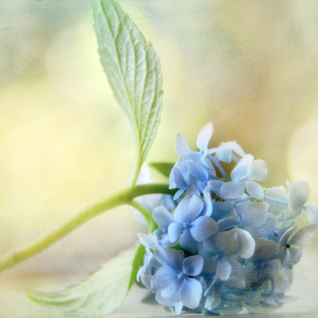 Красивый рисунок цветок гортензия