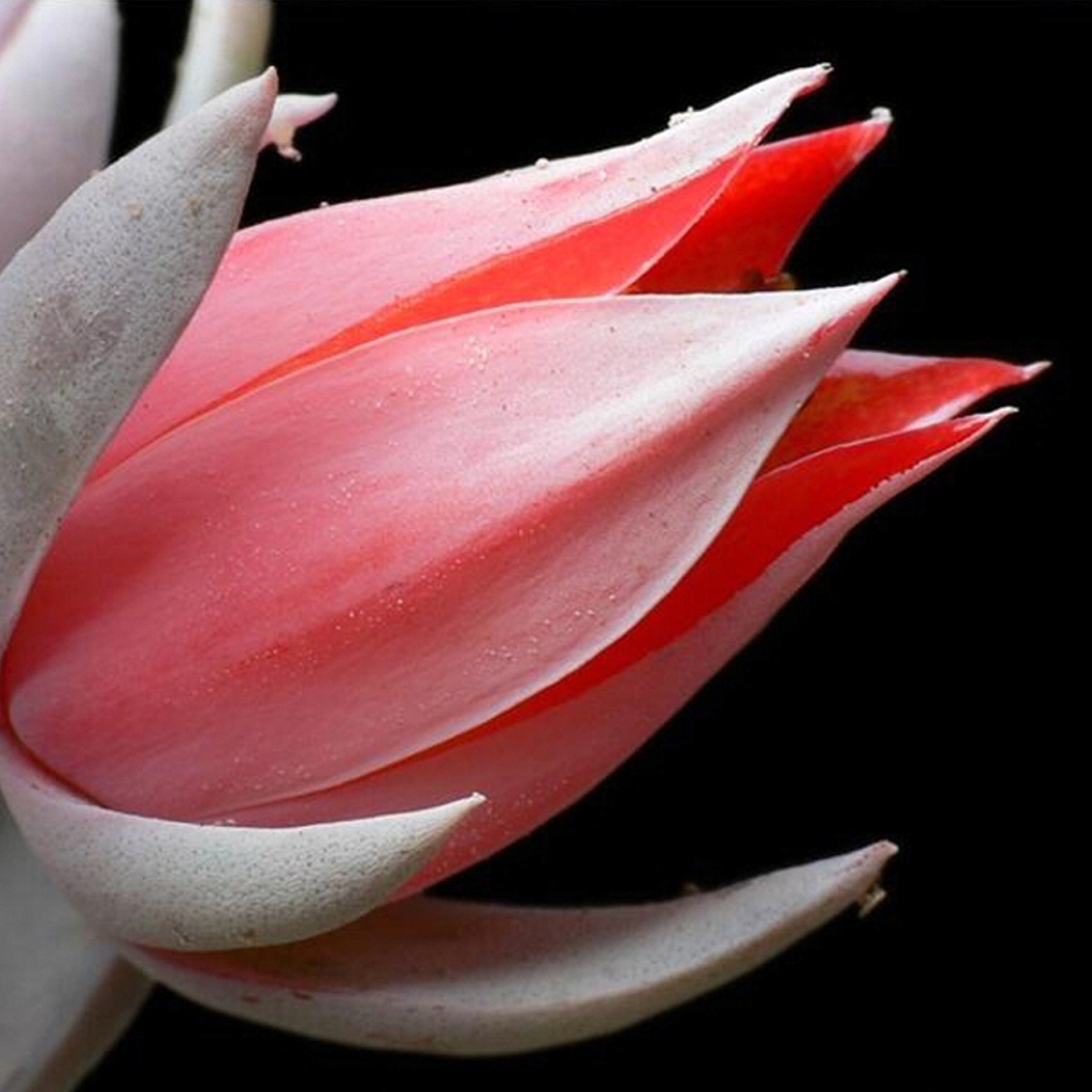 Красивая эхеверия (эчеверия) 