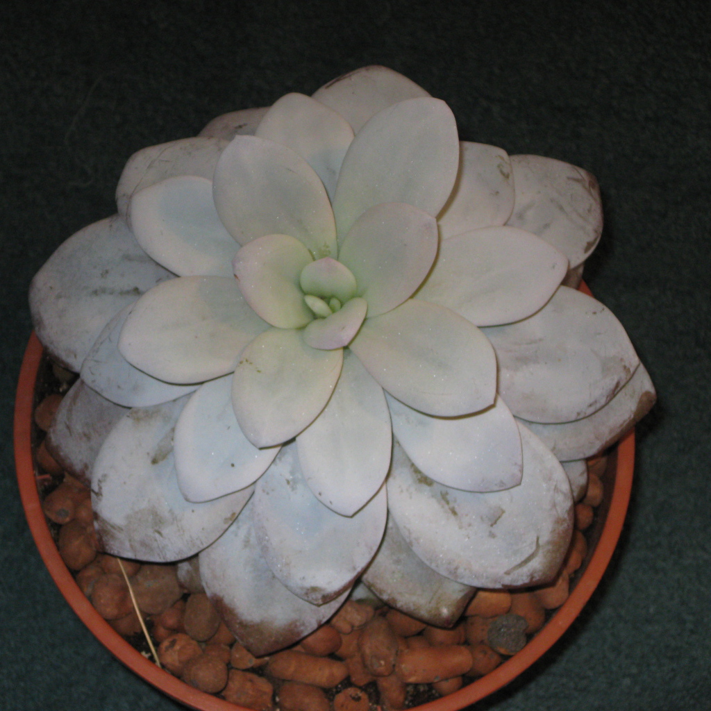 Красивая эхеверия (эчеверия) в саду