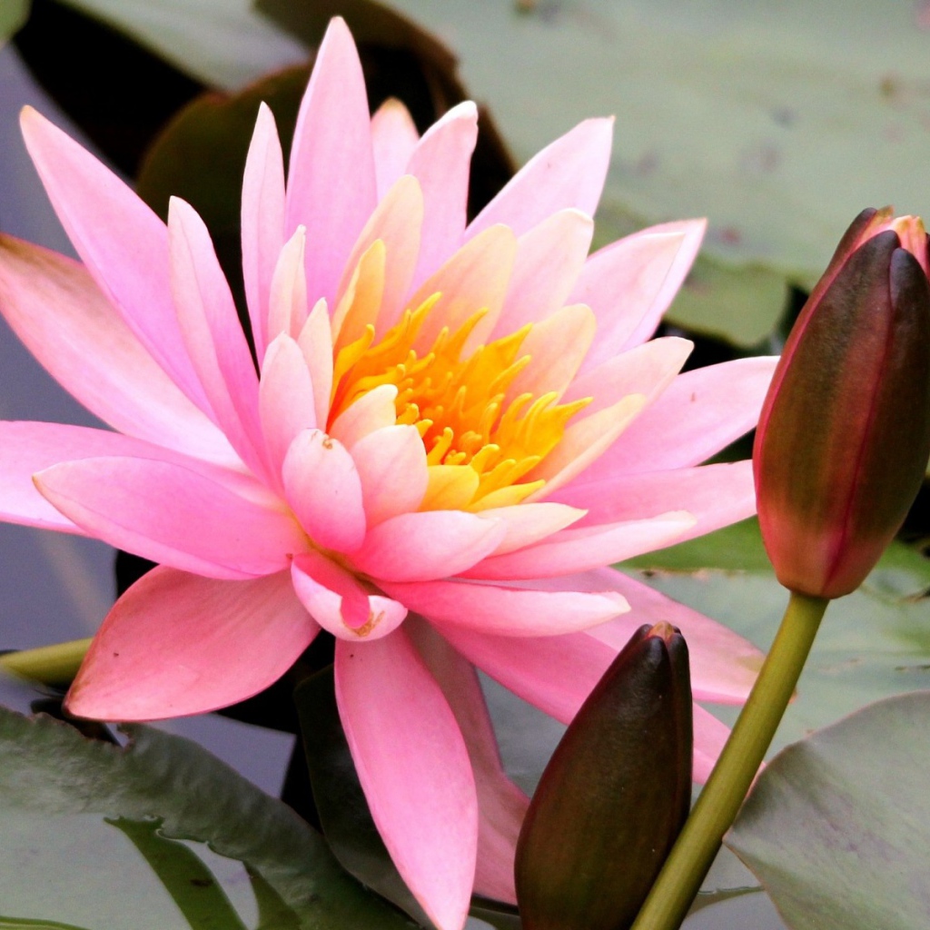 Красивый цветок нимфея на воде