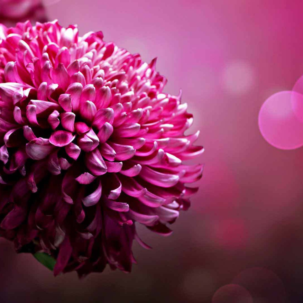 Красивый цветок астра