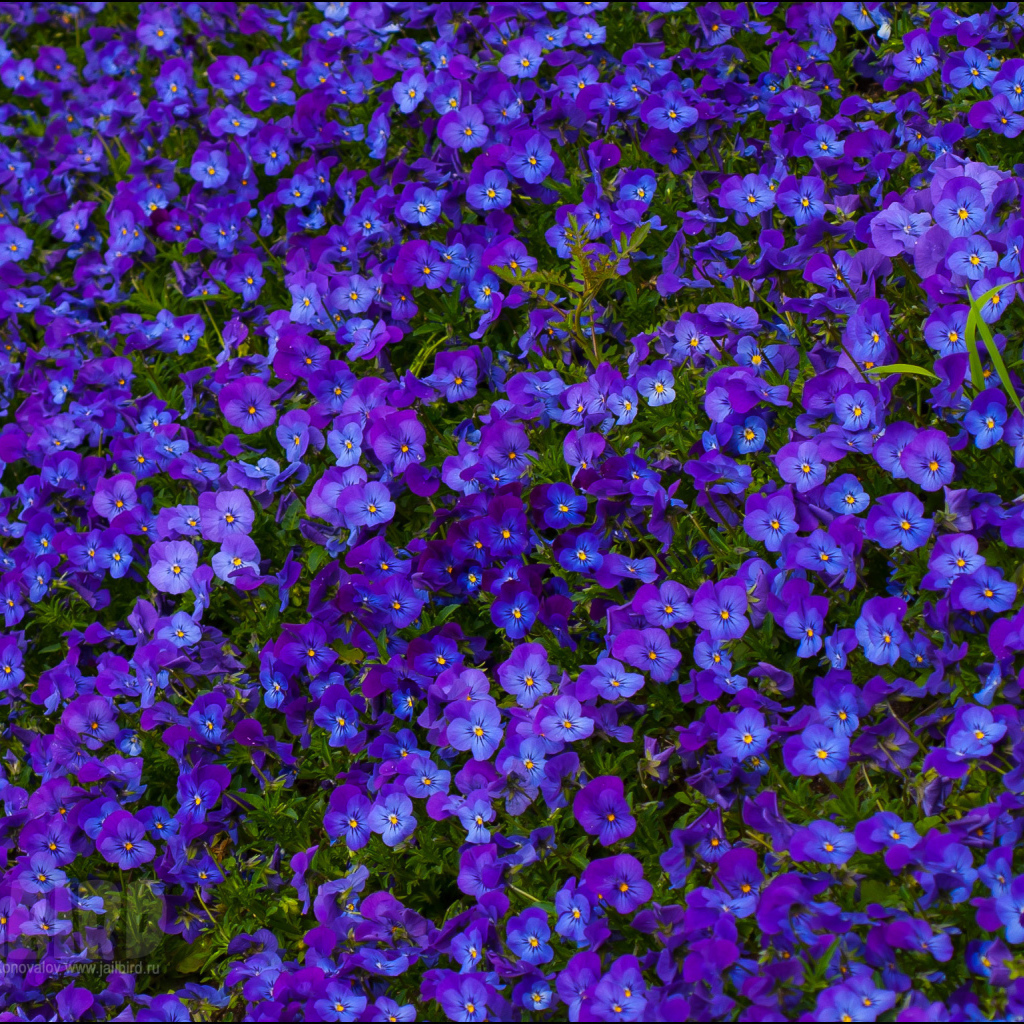 Расцвели красивые цветы анютины глазки