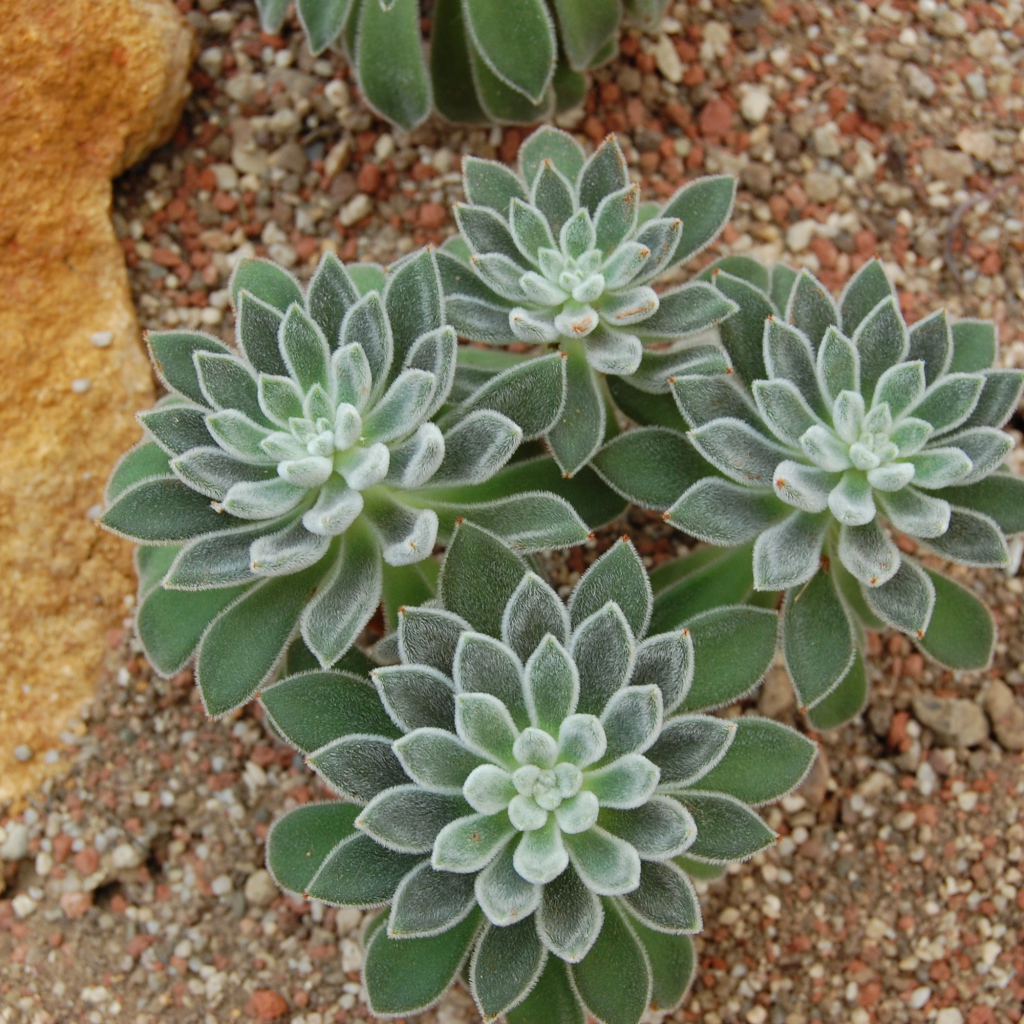 Красивый цветок эхеверия (эчеверия)  в саду