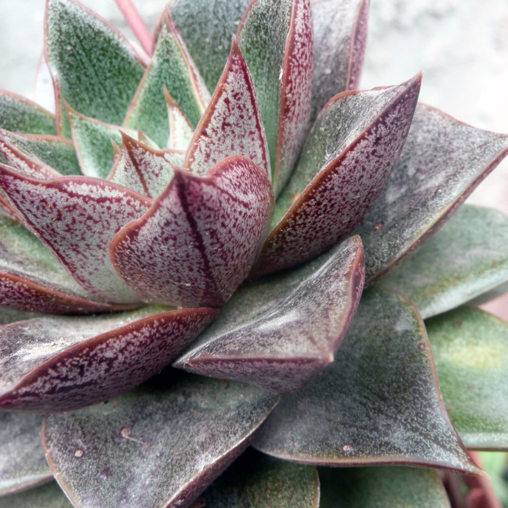 Красивый цветок эхеверия (эчеверия) в парке