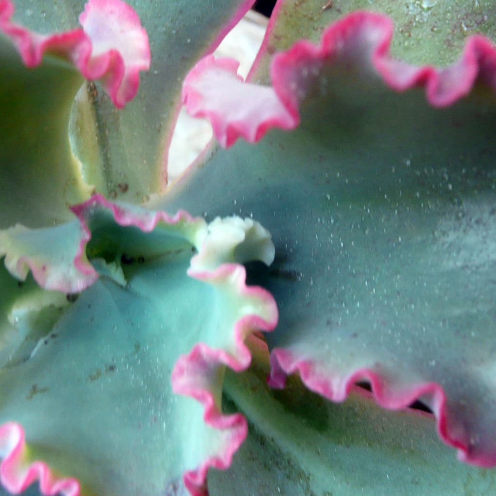 Красивый цветок эхеверия (эчеверия) на поляне