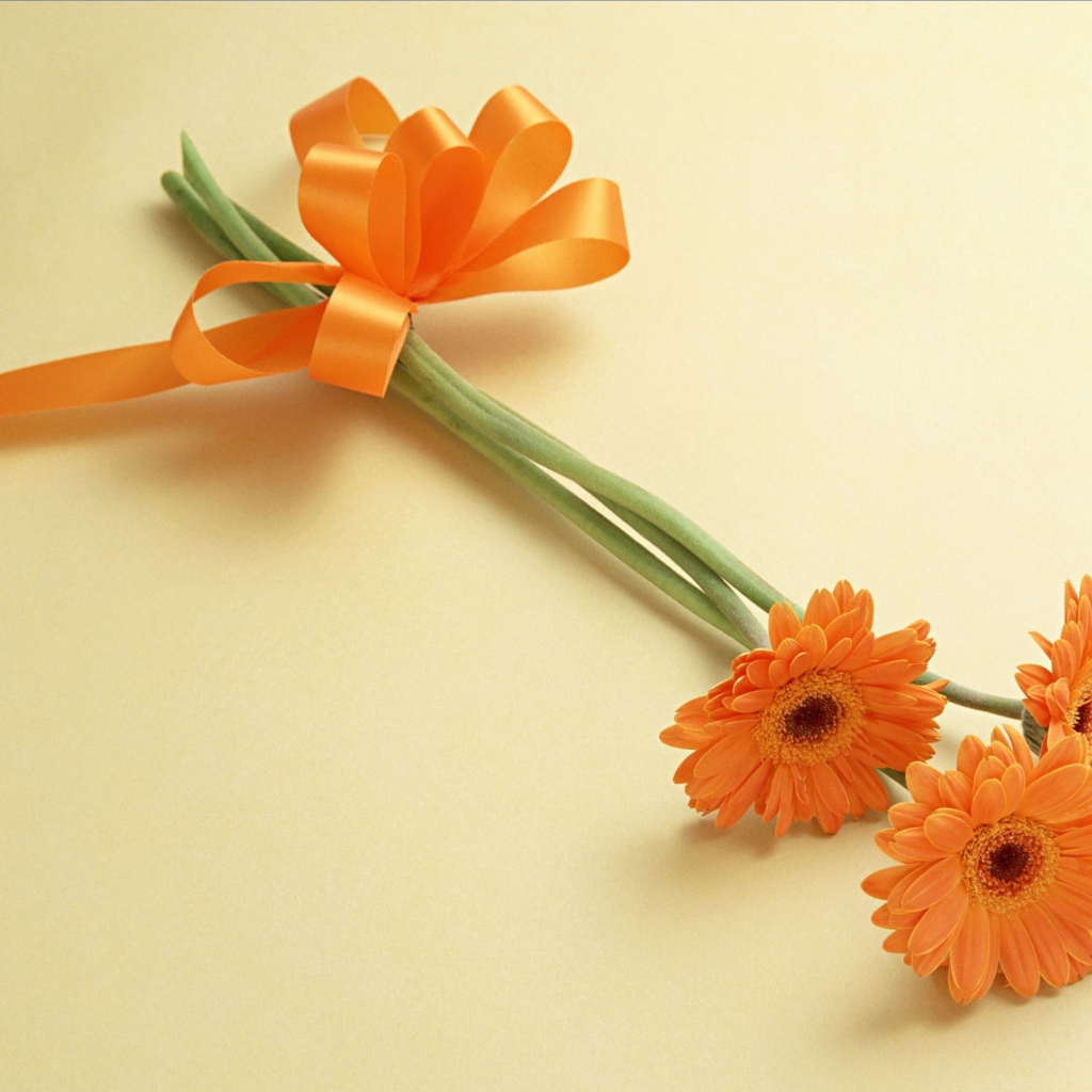 Красивый цветок гербера