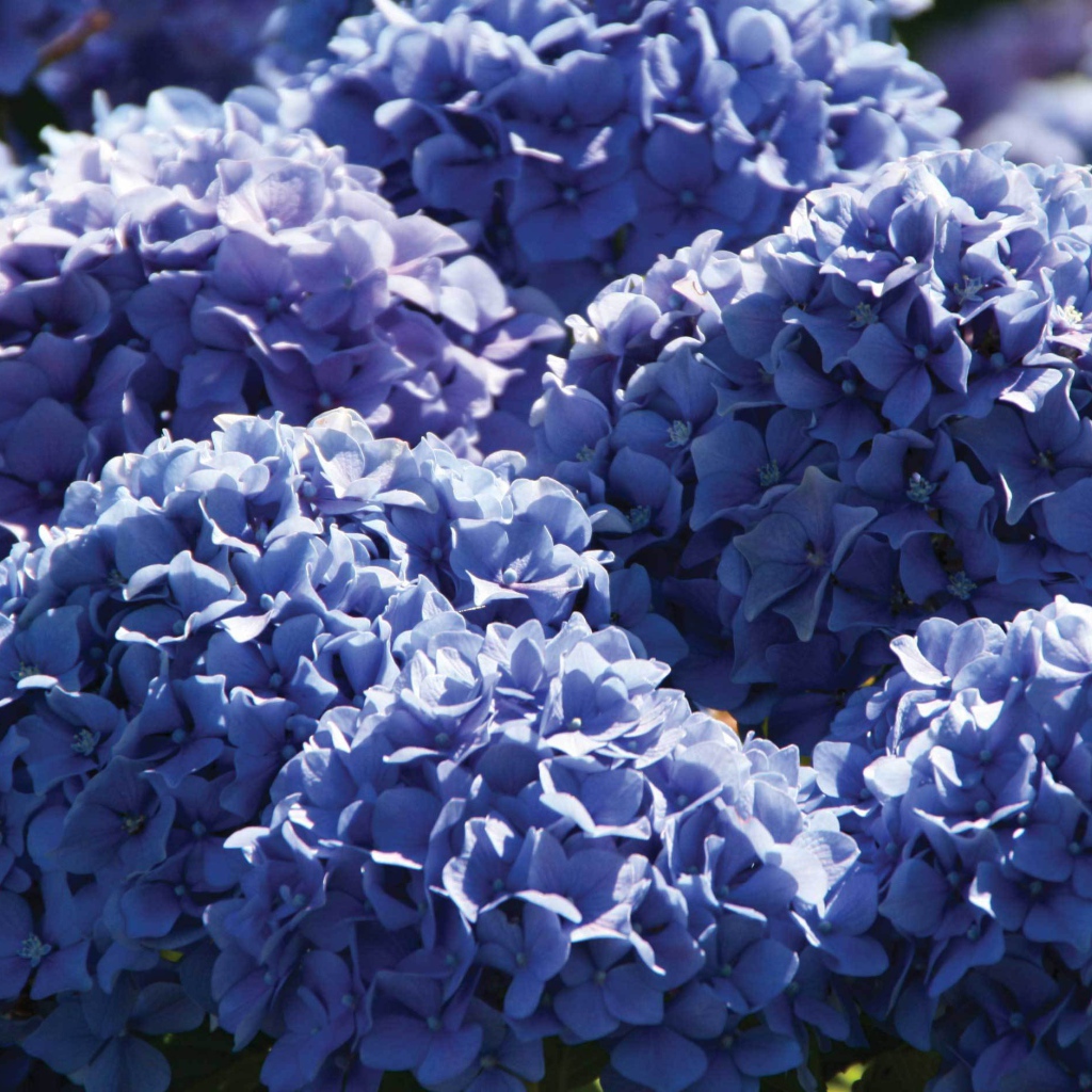 Красивый цветок гортензия