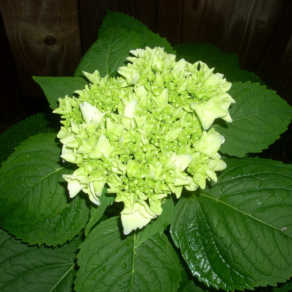 Красивый цветок гортензия на дачном участке