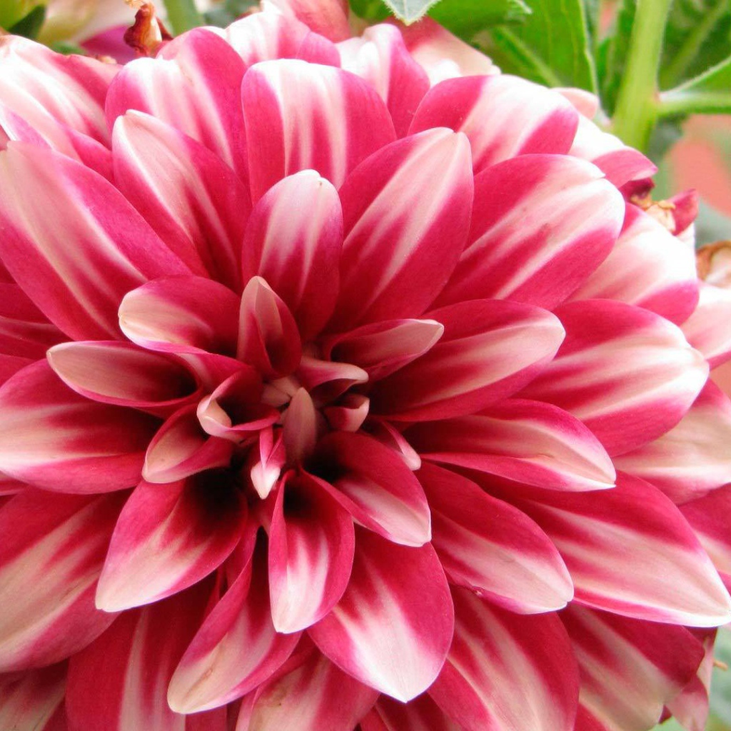 Красивый цветок астра в саду