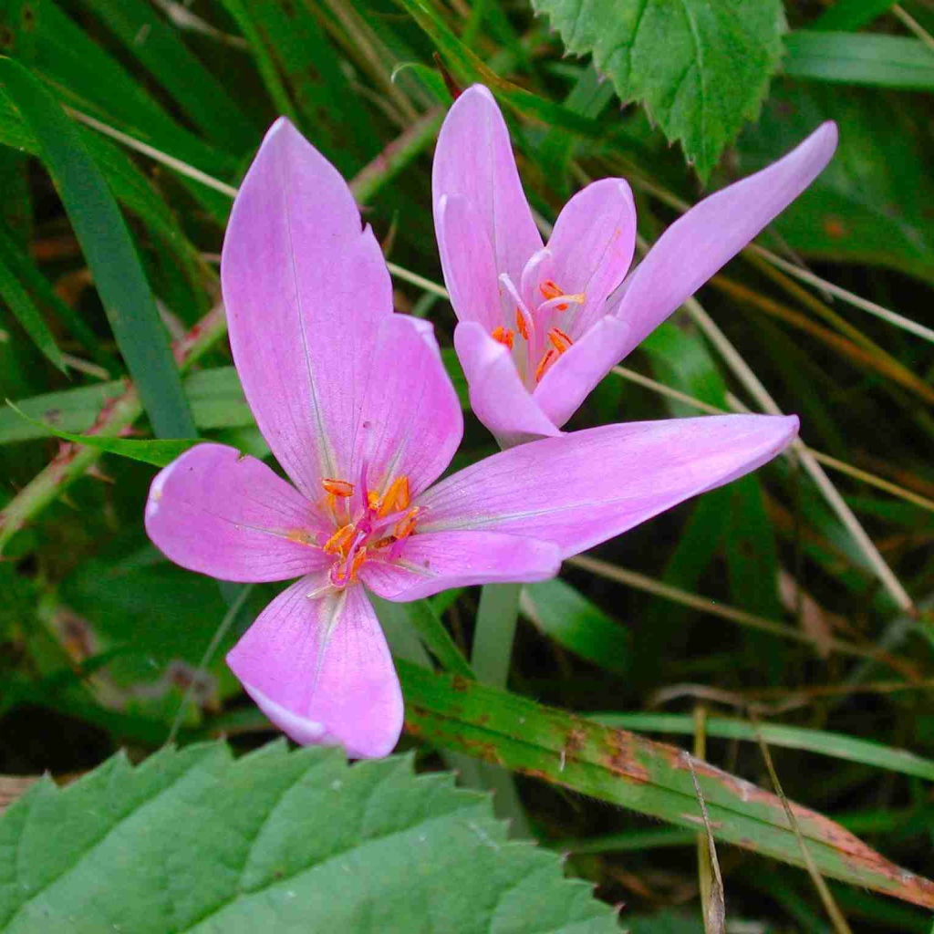 Прекрасный цветок шафран расцвел в саду