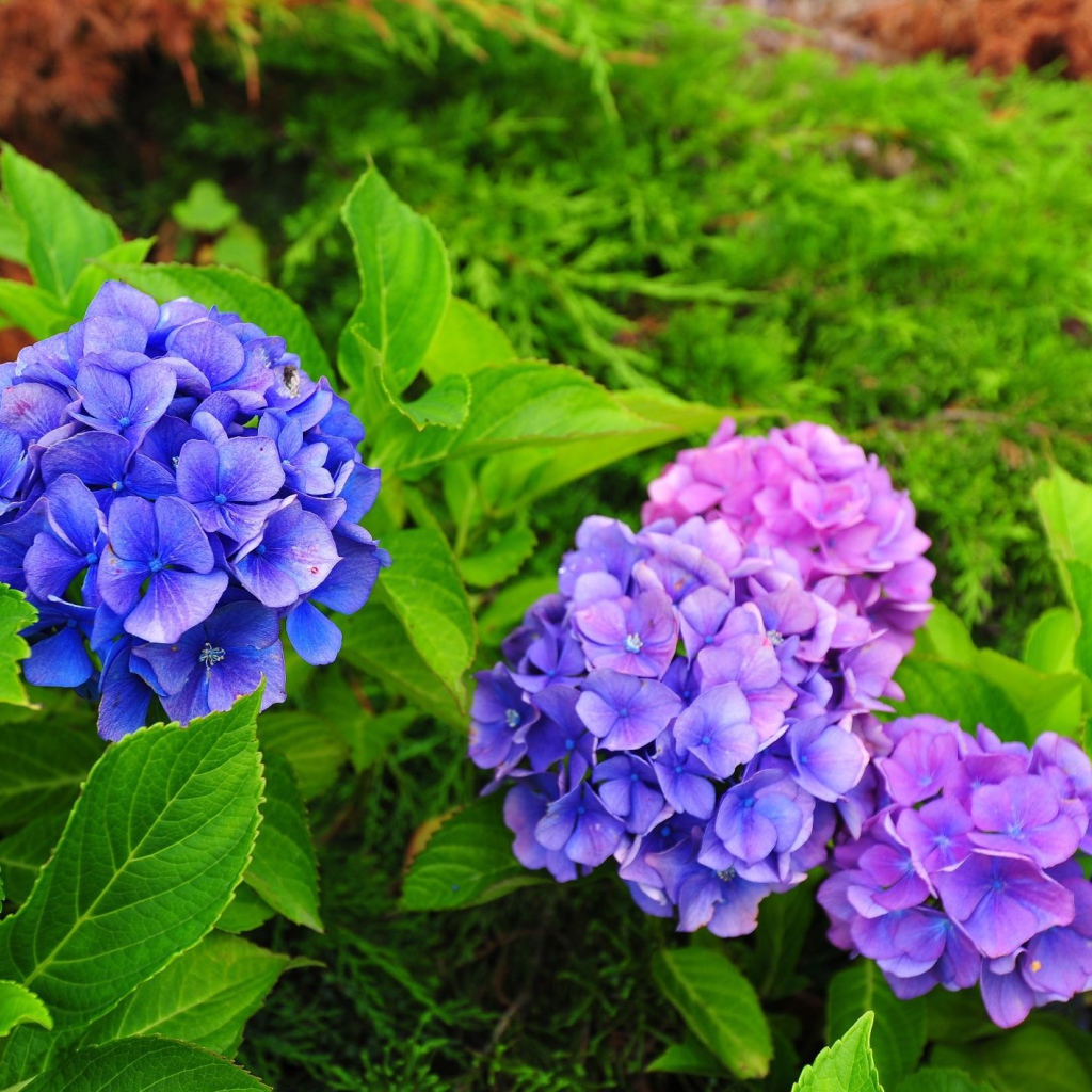 Красивый цветок гортензия в саду