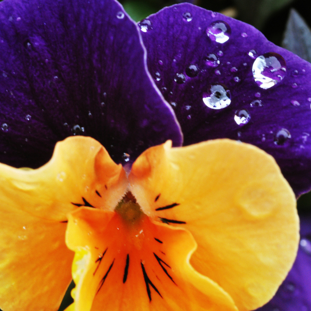 Красивый цветок анютины глазки в саду