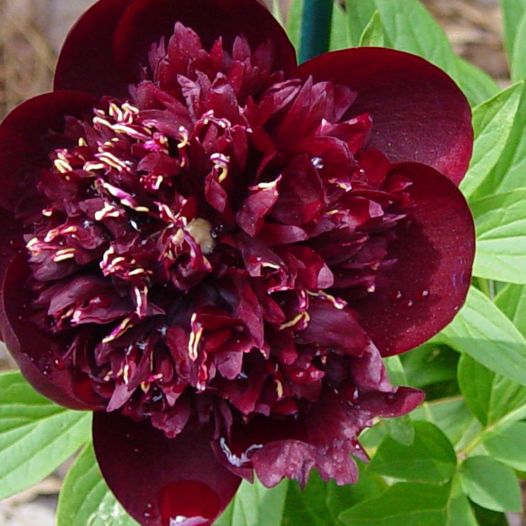 Красивый цветок пион в саду