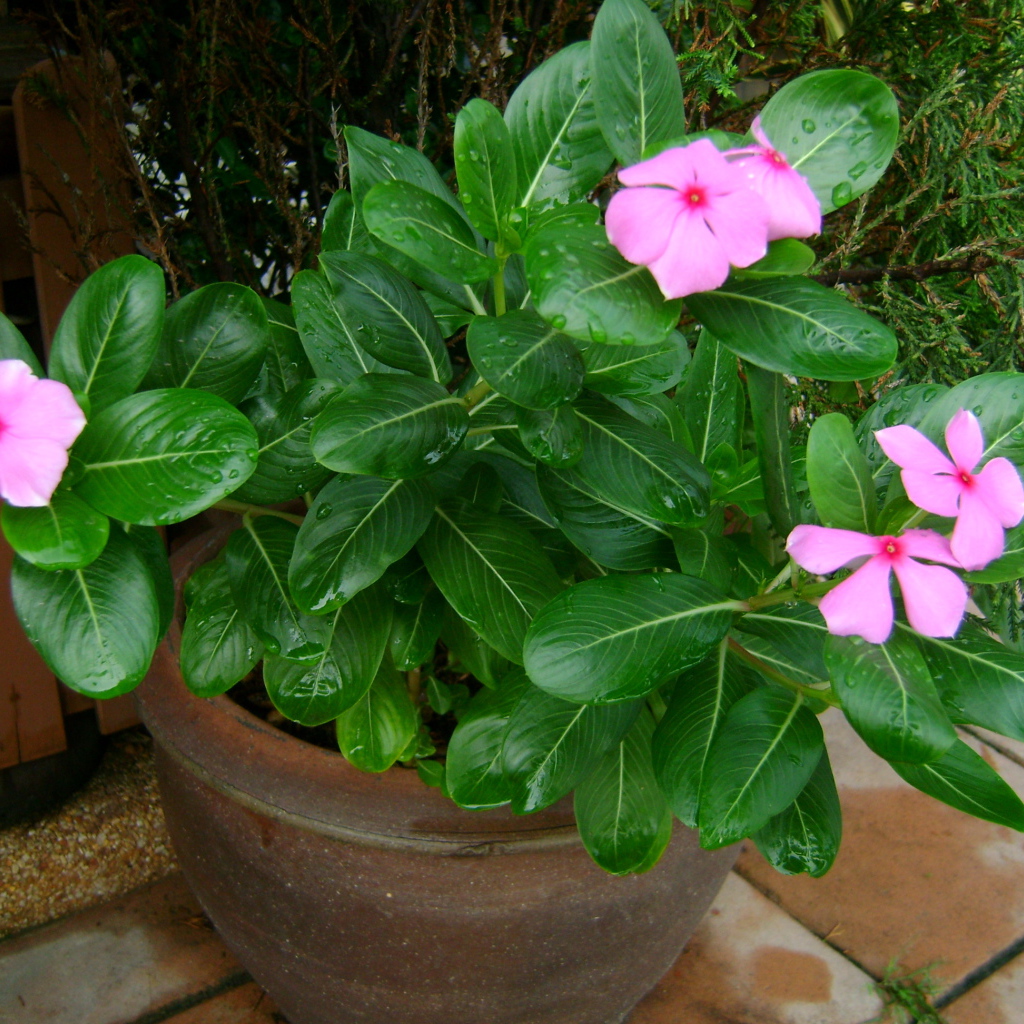 Красивый цветок барвинок в саду