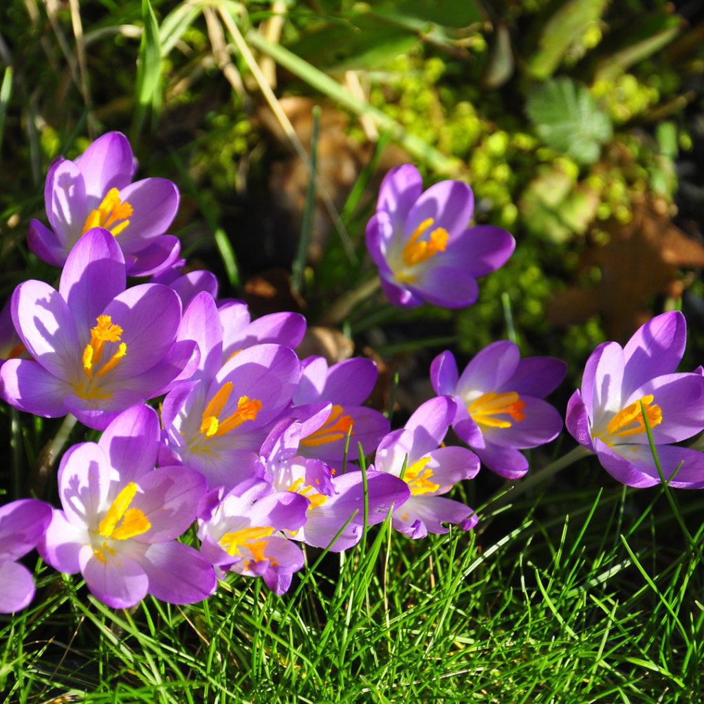 На солнце красивый цветок шафран