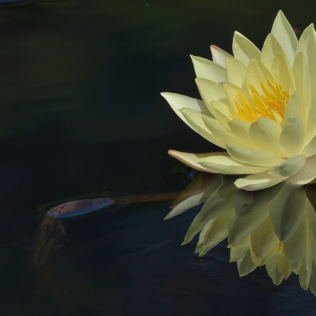 Красивый цветок лилия